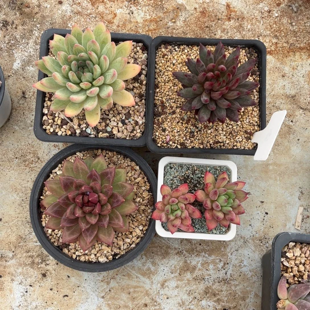 美人个体一物一拍发货