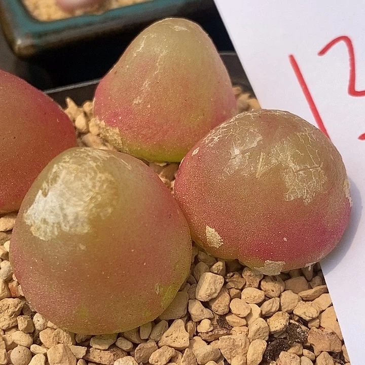 1344母本大灯泡无根一颗