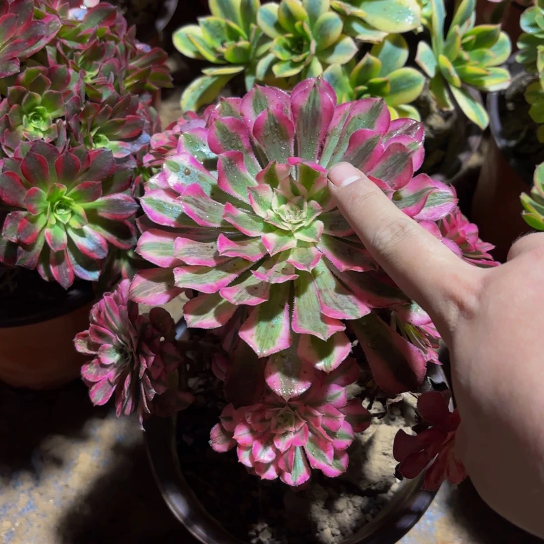 红铜壶超白锦9.9木质