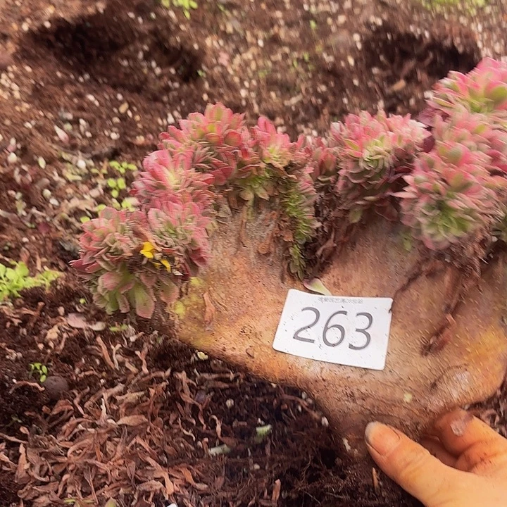 狼***3多肉植物和福利植物263