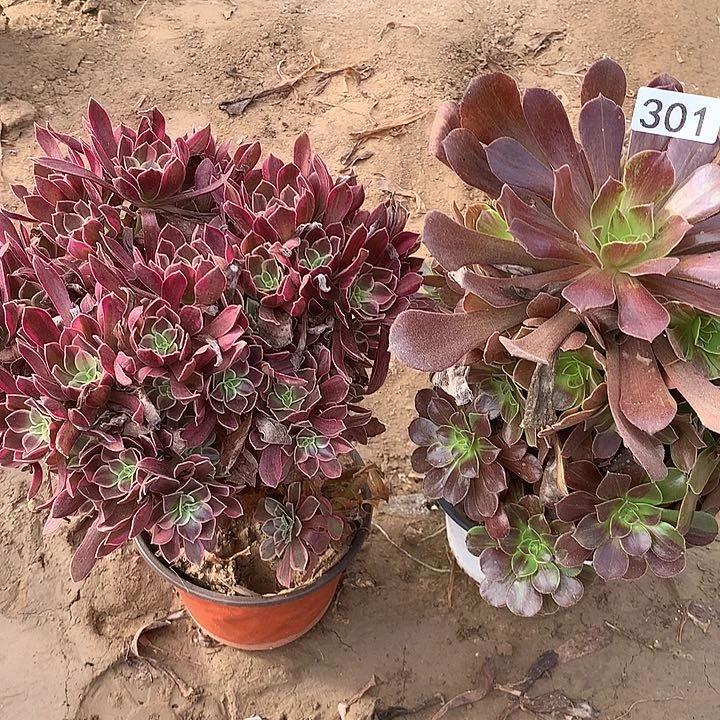 无花朵301金丝缺➕欧若拉多肉植物