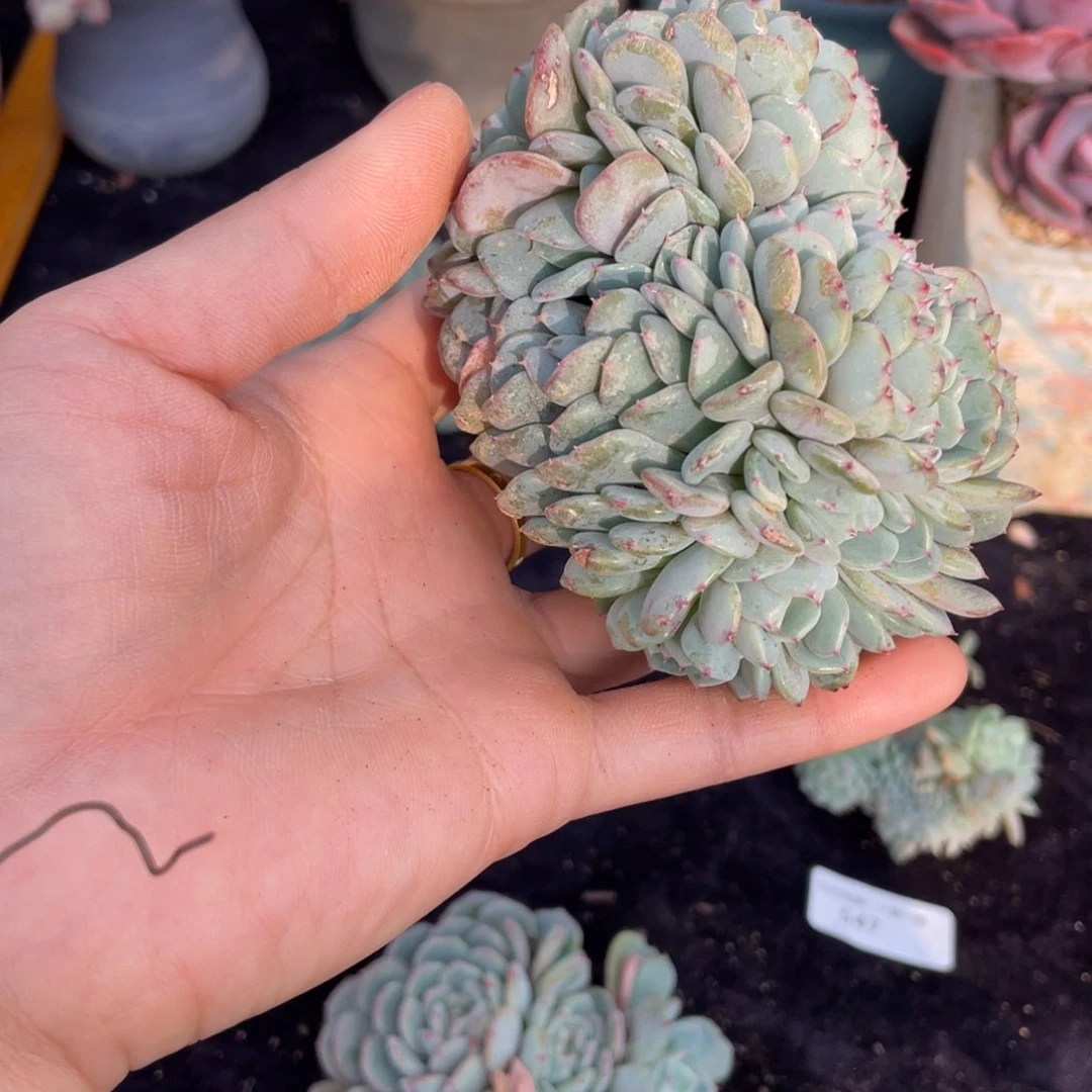 冰****）546白胖子缀化多肉植物