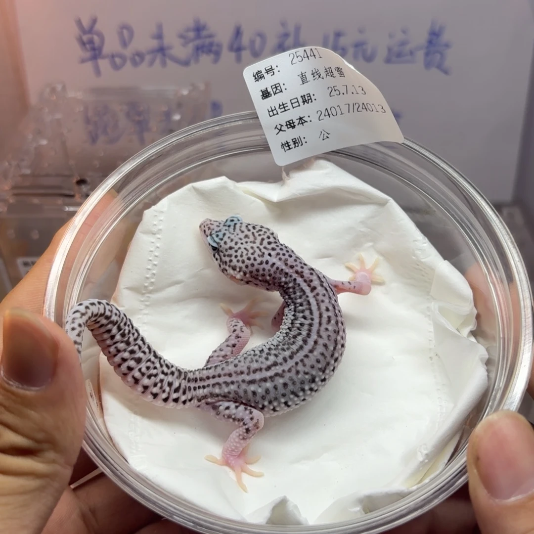 豹纹守宫豹纹守宫超级雪花