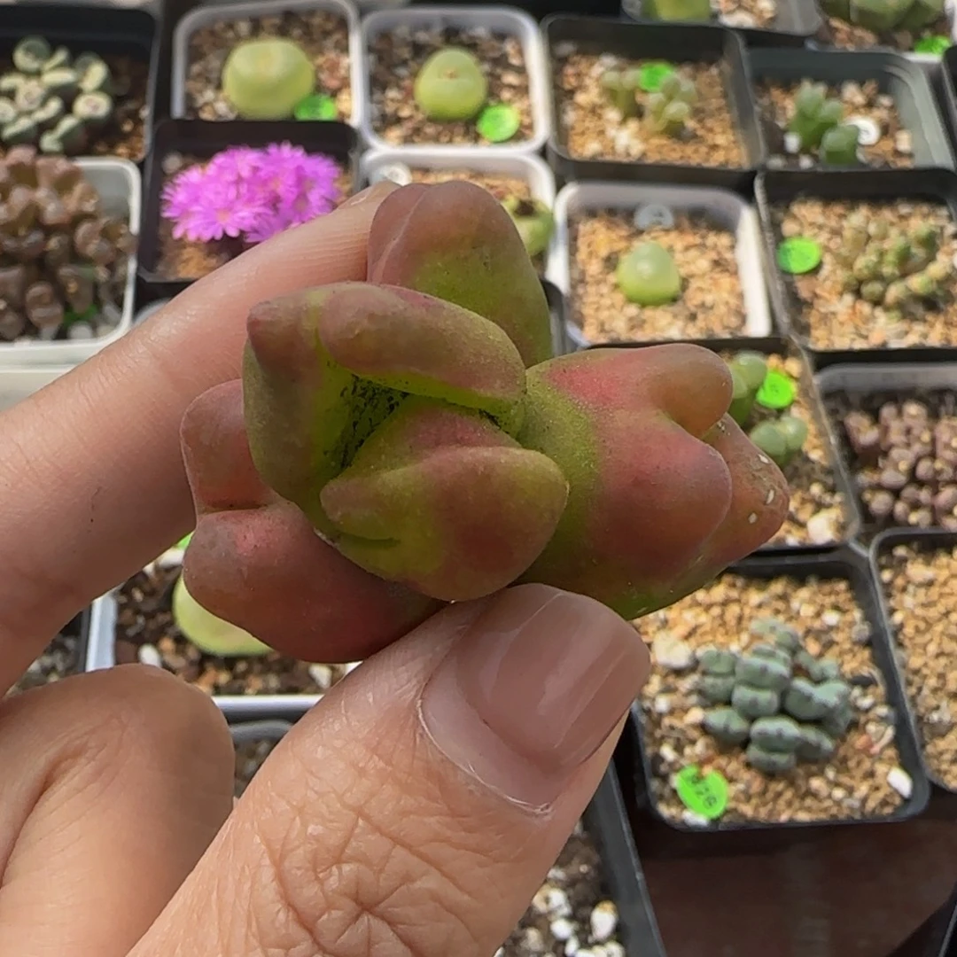 畸形水蜜桃4头；瑕疵）多肉97