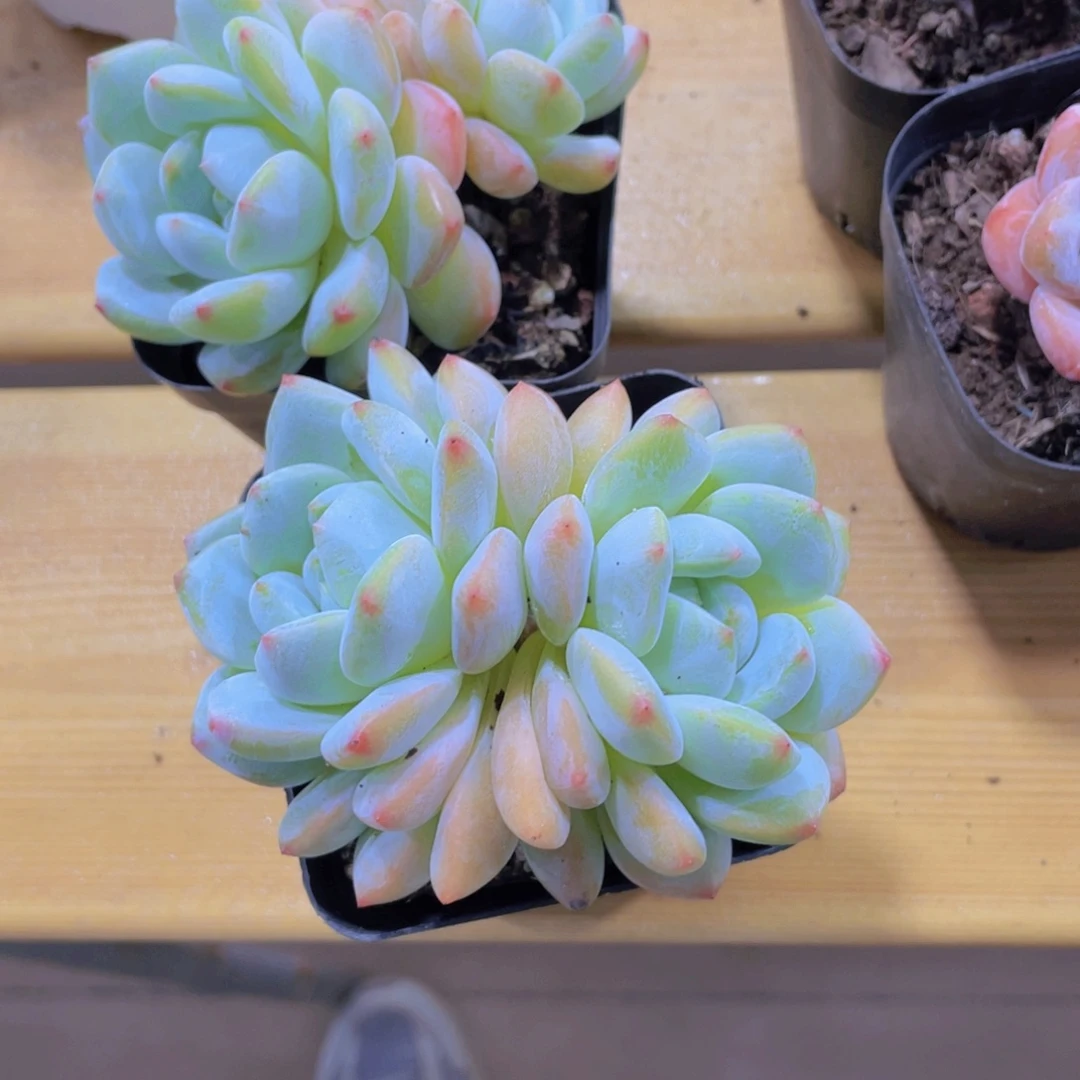 391号 老桩奶芙大双头一个