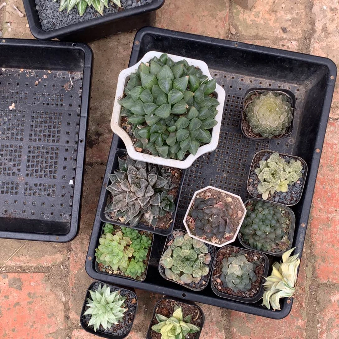 哈***爷直播拍，带盆土发货