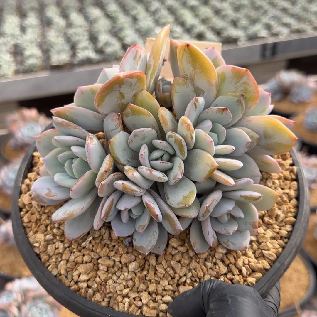 4064。      奶茶7头多肉