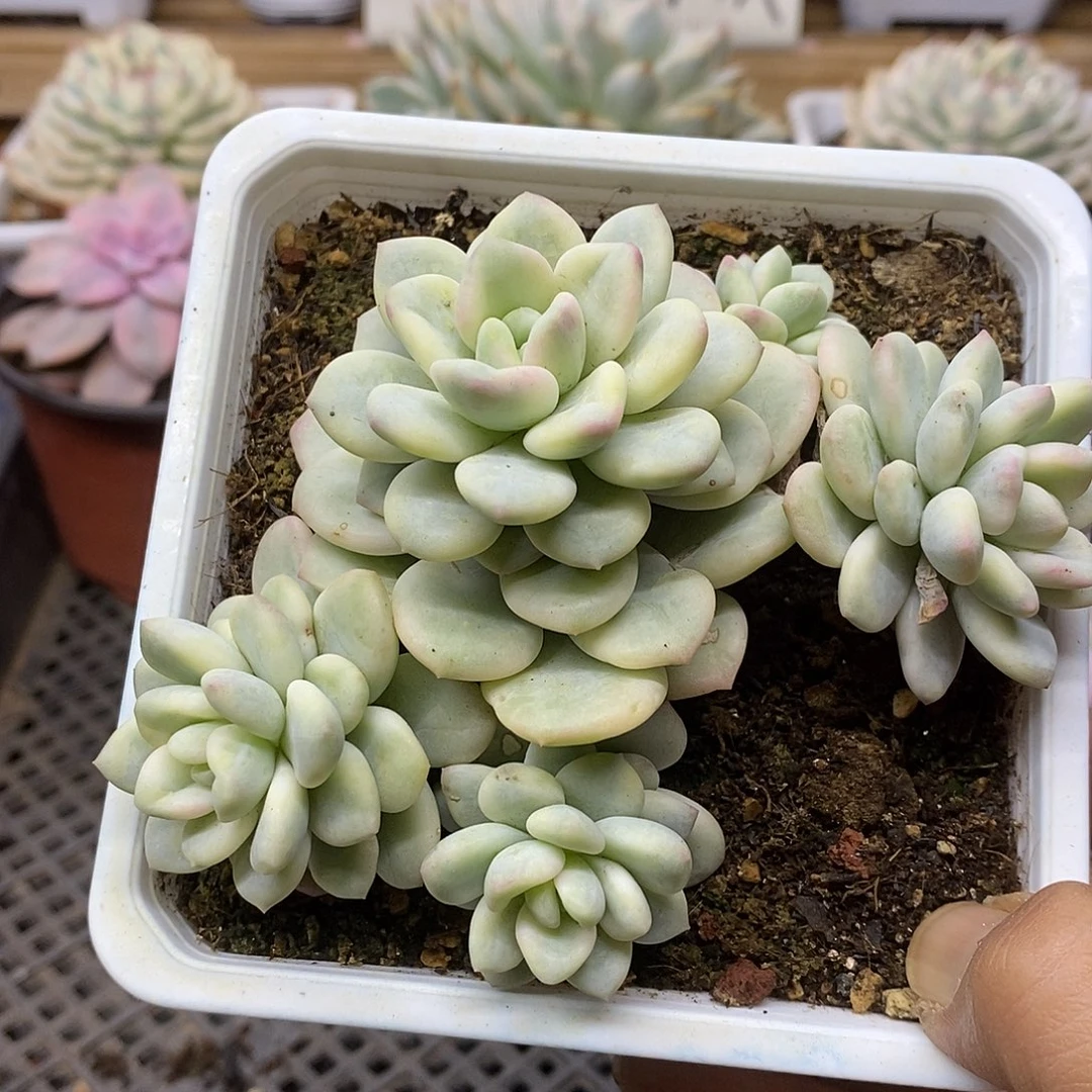 0916 白马覆轮锦自然群 需延时发货