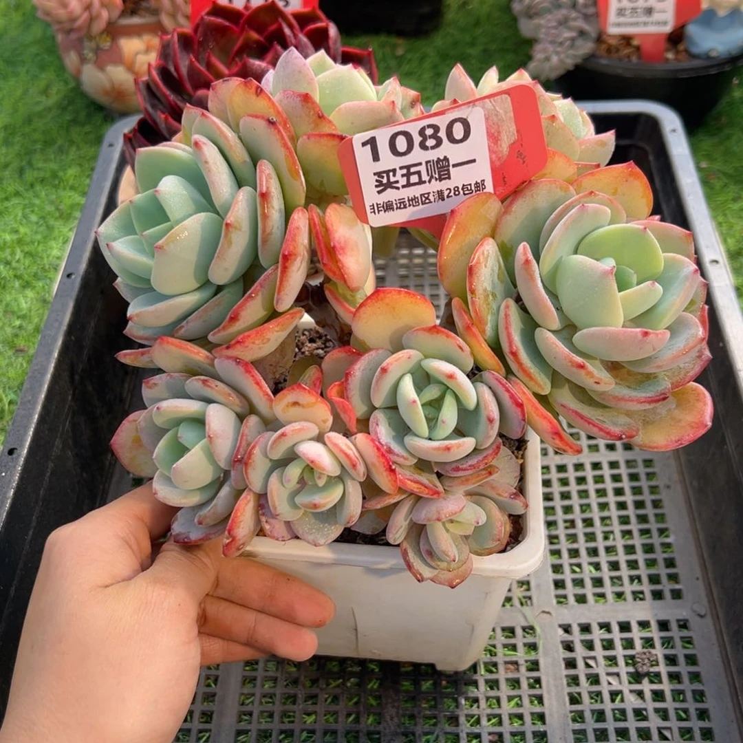 表妹精品多肉1080.