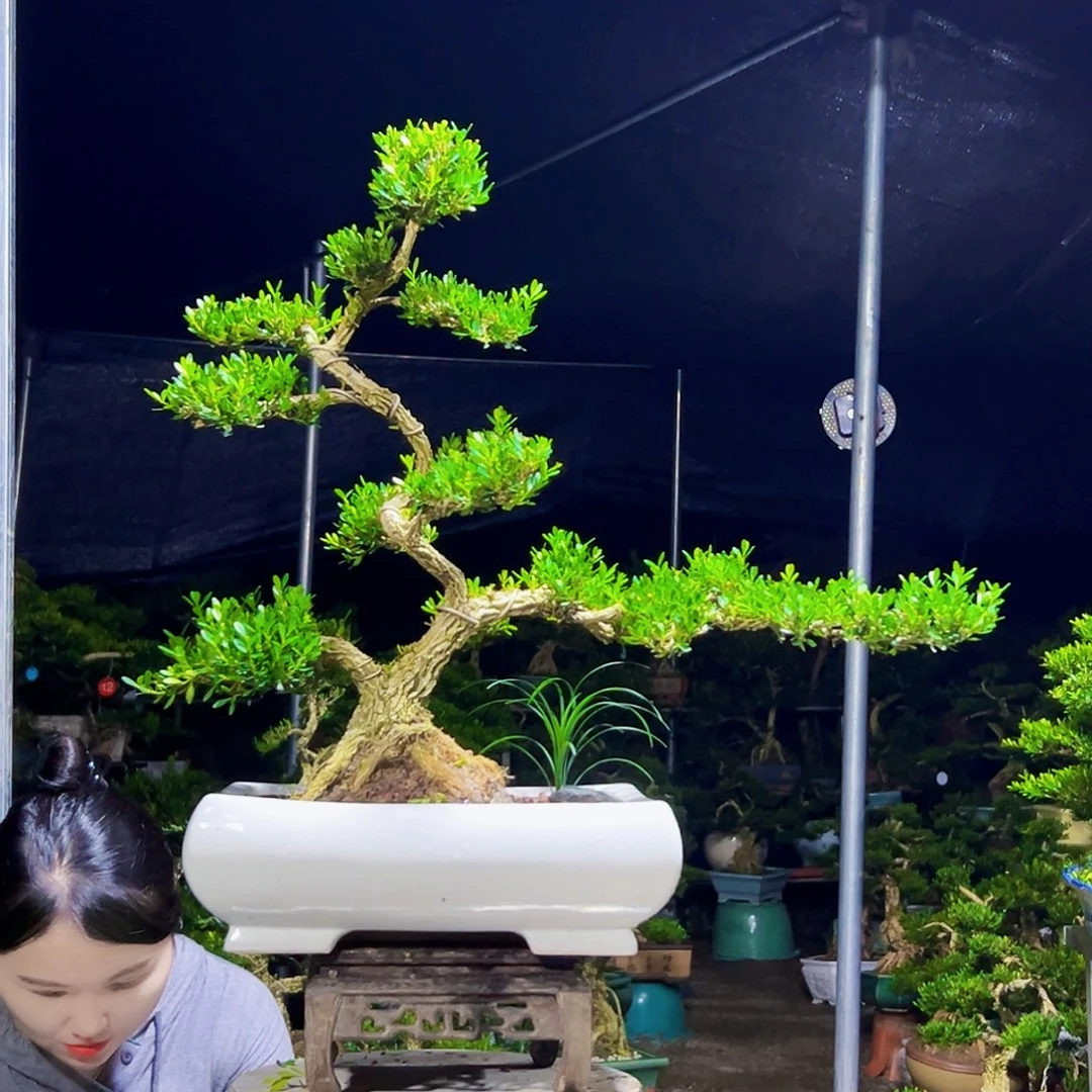 无花朵黄杨木