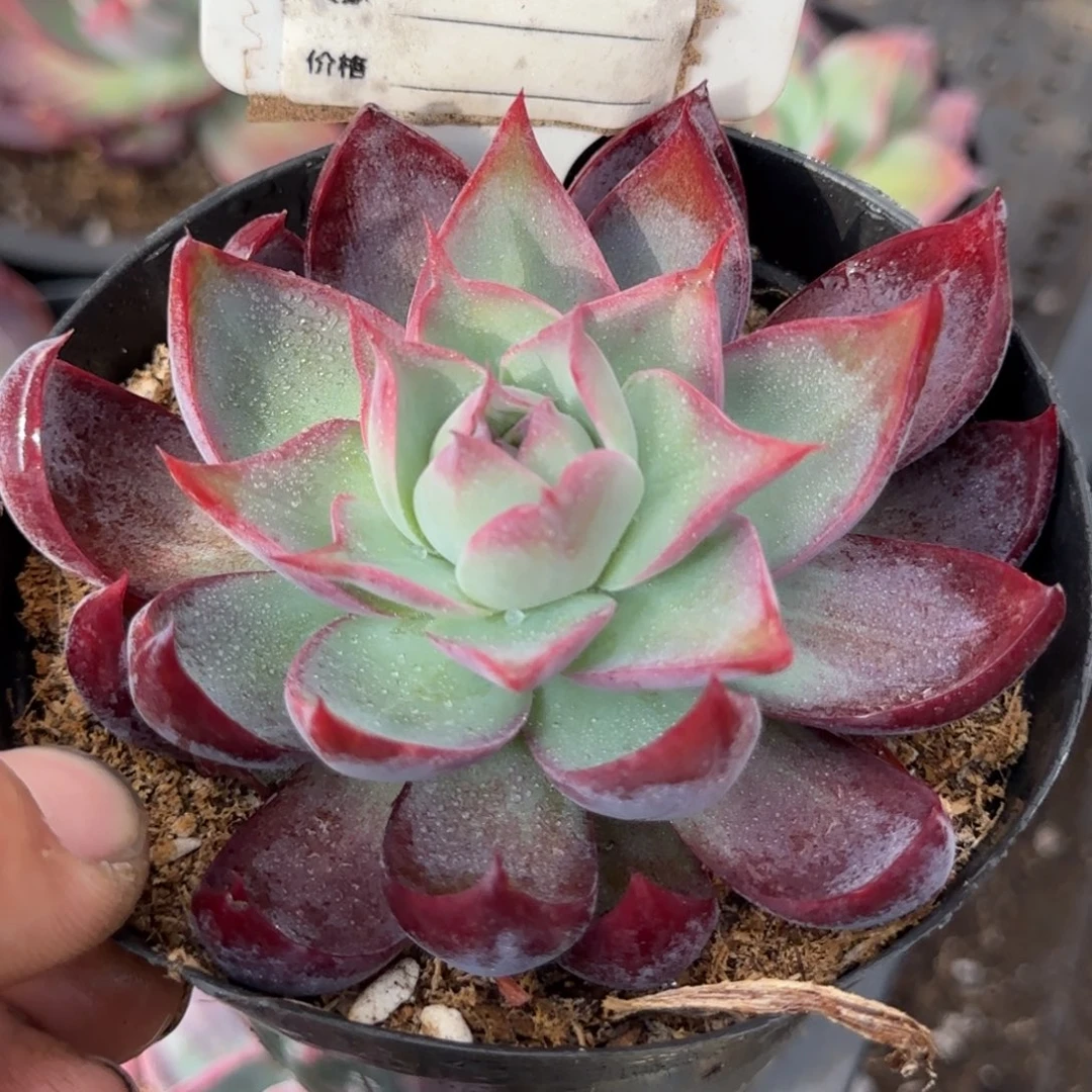 特殊惊鸿一物一拍包装收缩花旱838