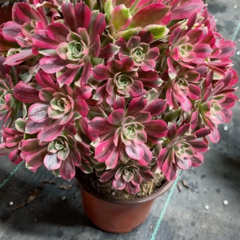 多肉植物男神锦，