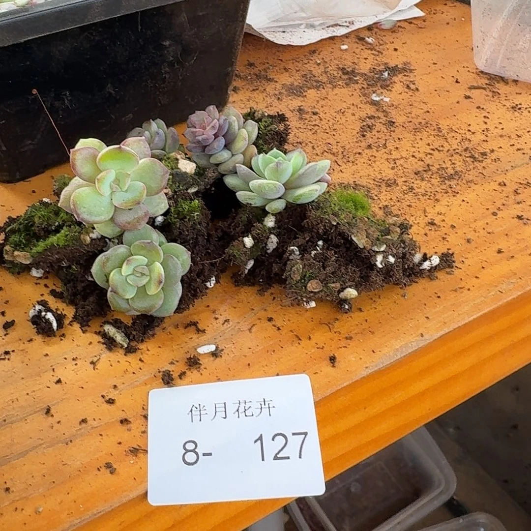 多肉杂交黑玫瑰杂交一颗量拍8-127