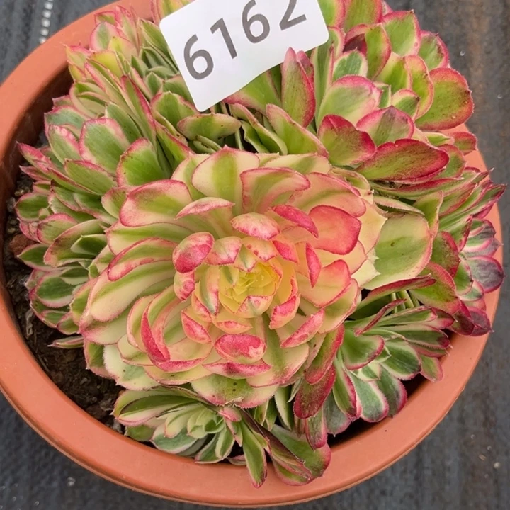 玉芙蓉特价不售后