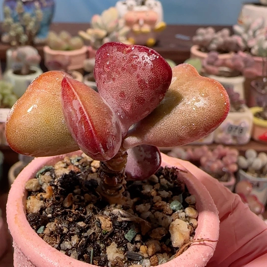 爱心 带侧芽 盆口4cm