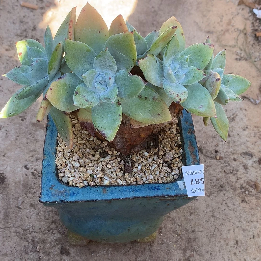 6587苹果雪山仙女杯