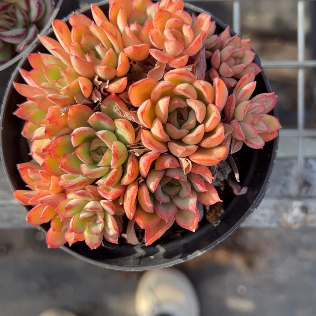 荷花多肉植物精品