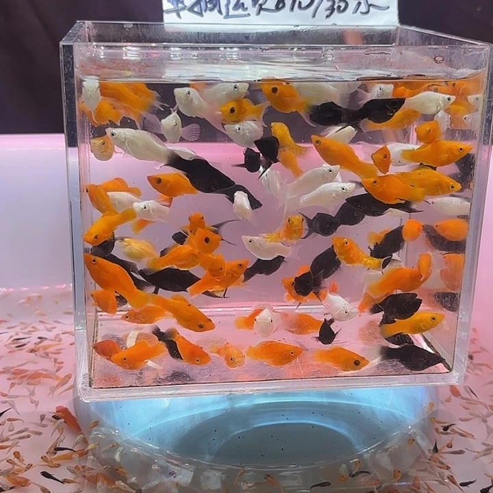 海水自来水就可以养买10条送10条在➕送50条鱼苗（鱼苗不包损）