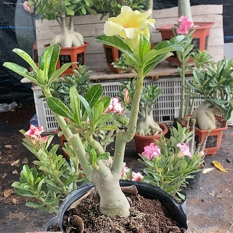 【闪购商品】岁****生绿植