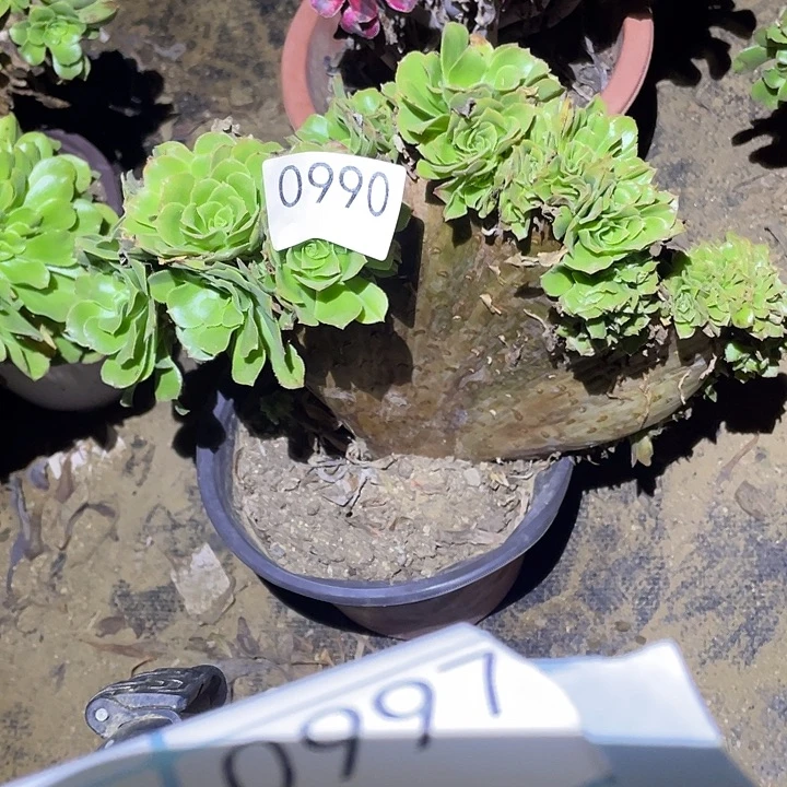多肉植物断枝不包990绿杨蓉缀