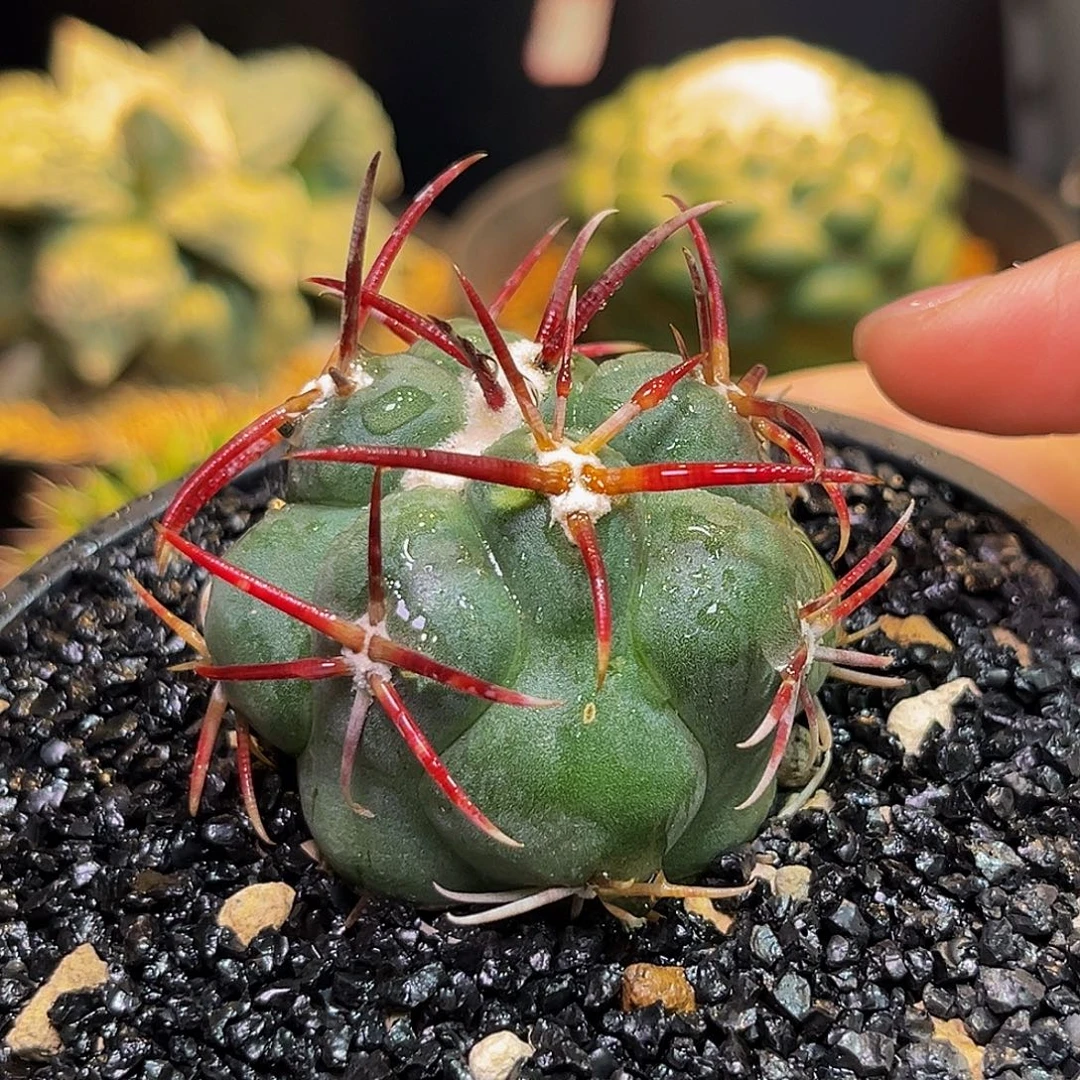 绯冠龙Zzzzzzzzzzzzzz