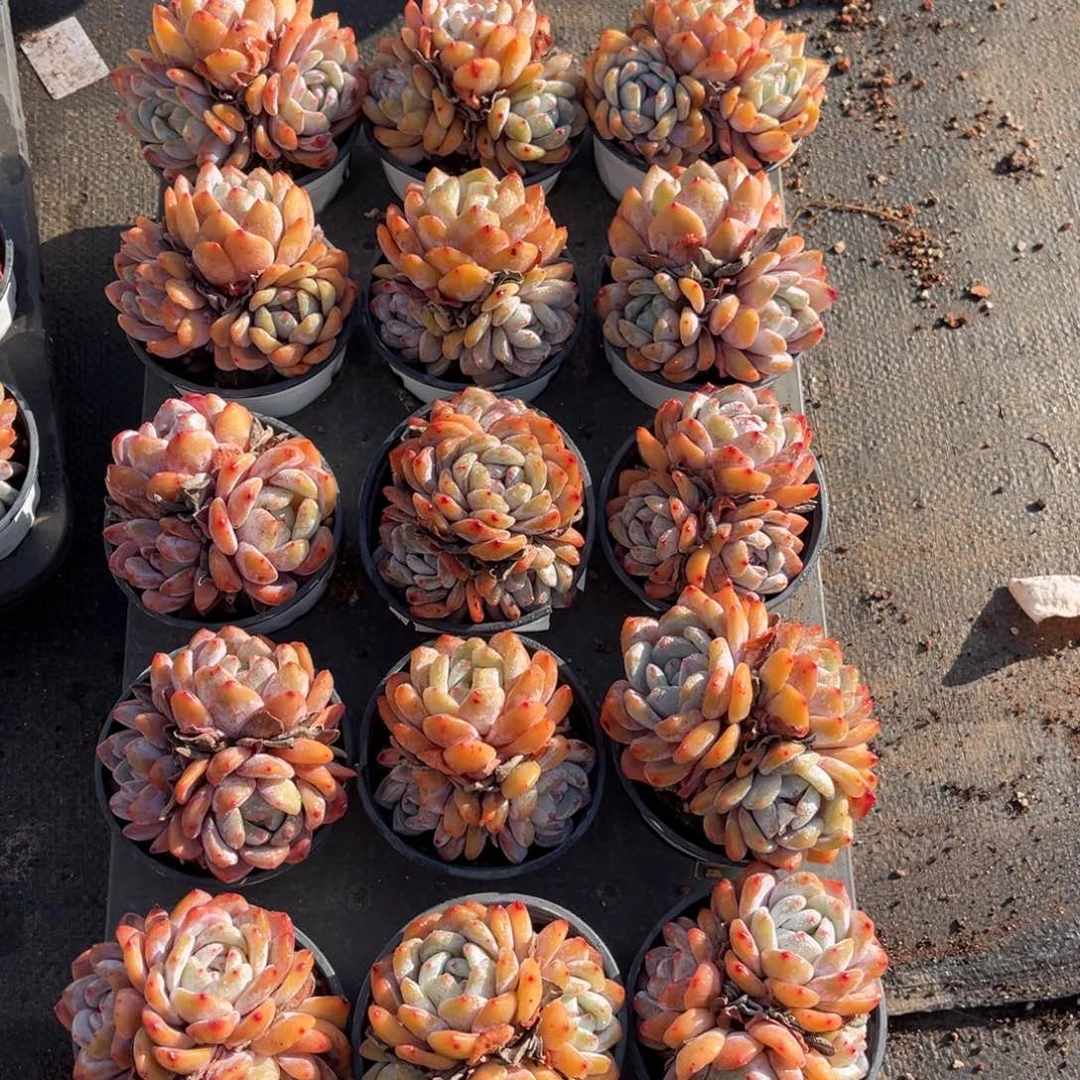 带盆发  706号新疆西藏内蒙古不包邮