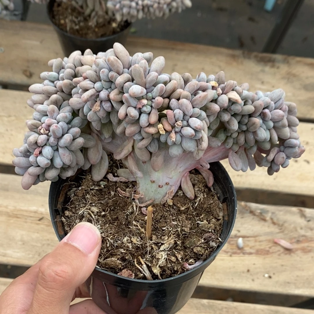 汤圆多肉植物8492
