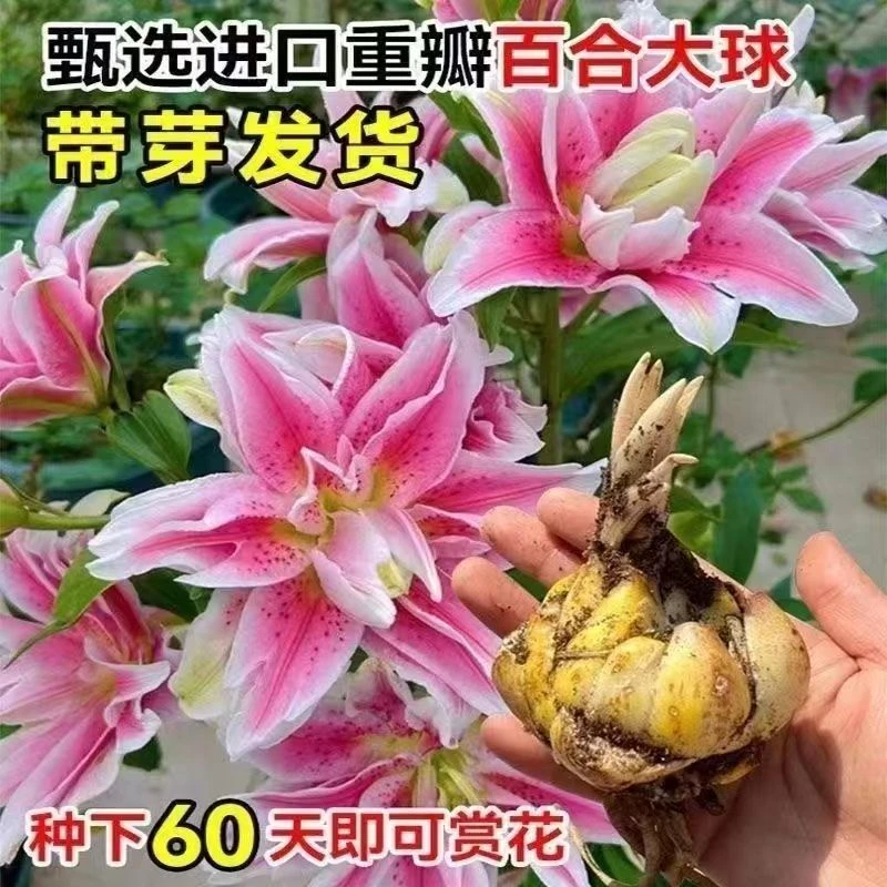 新疆西藏包邮百合花种球四季开花好养活植物室内外花苗盆栽花室内