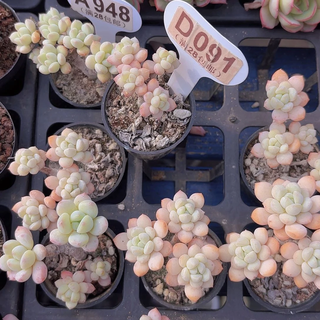 啵***桃D091奶糖一物一拍