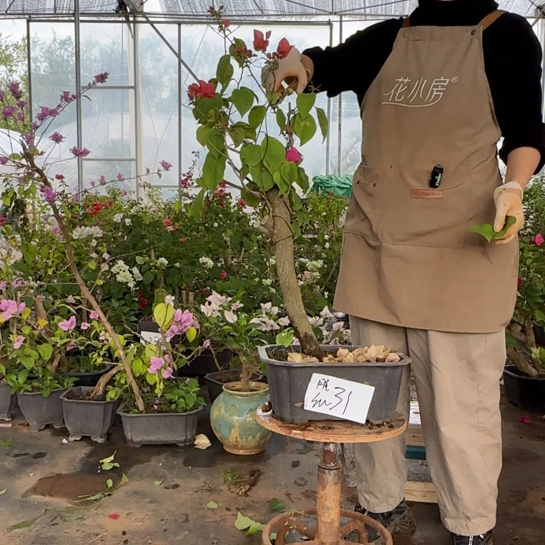 大部分花苞少量开放同安红 31 脱