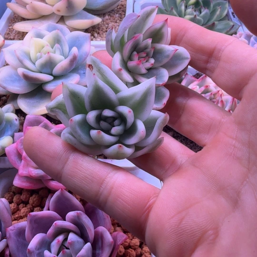 糖***象糖水小象 多肉植物
