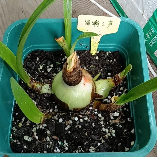 无花朵海潮之声坨坨