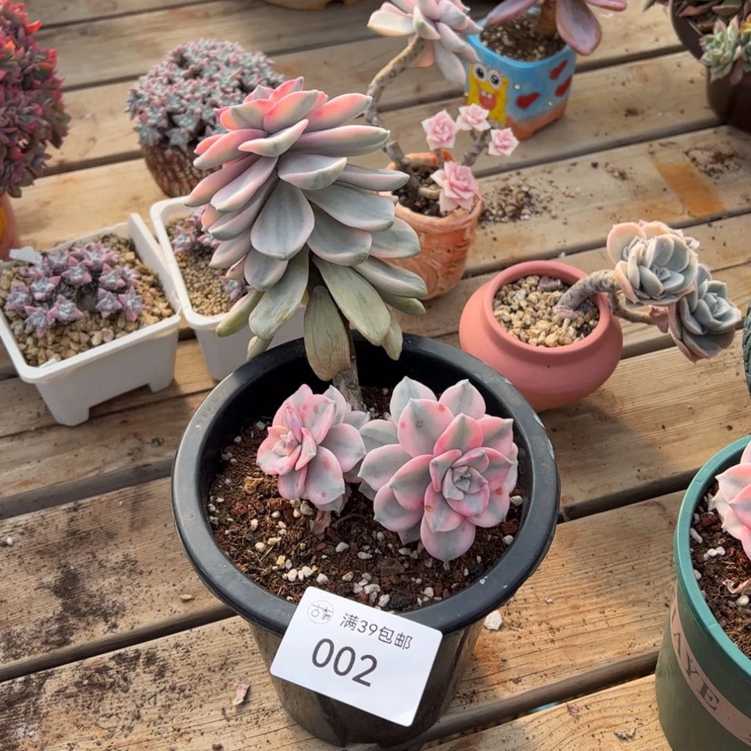 002多肉植物纤维维生素