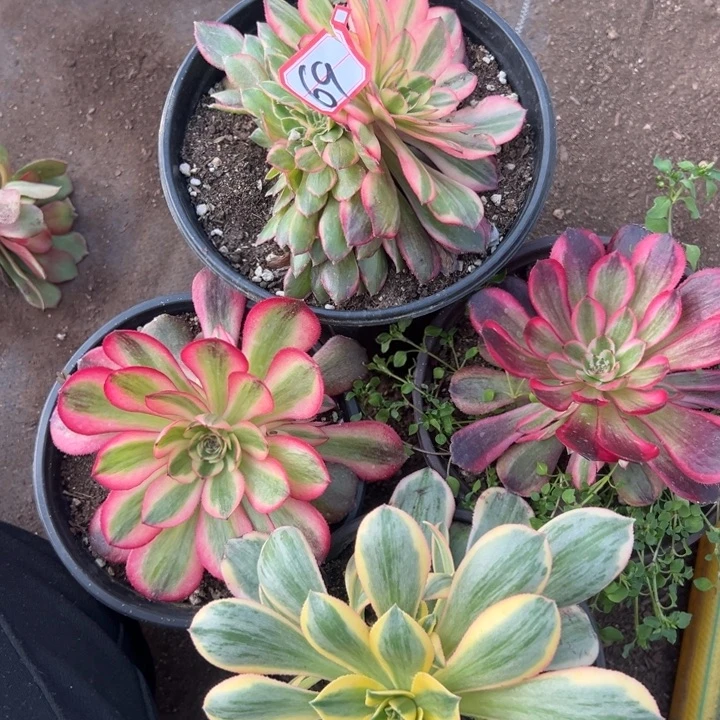 多肉植物69不售后