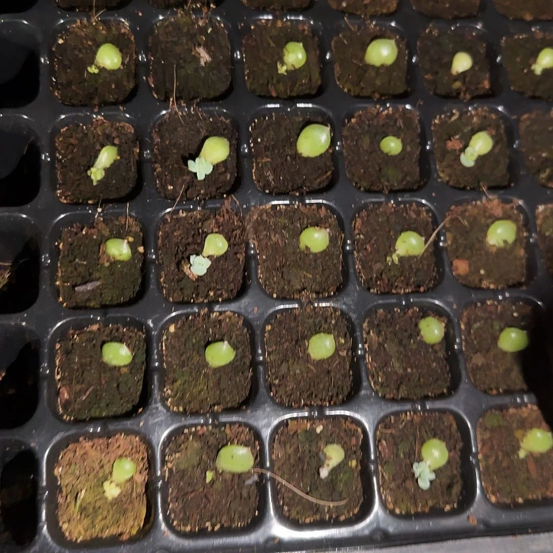 璃月芝麻穴一个满25包邮