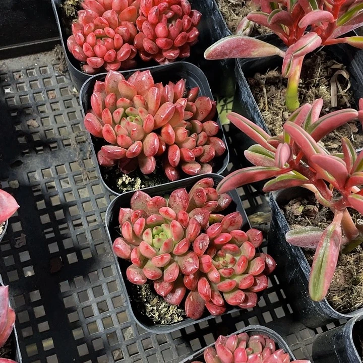 红宝石群带盆土发