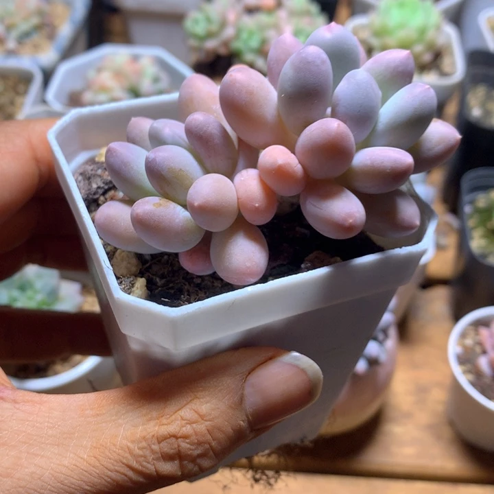 小精控汤圆一物一拍