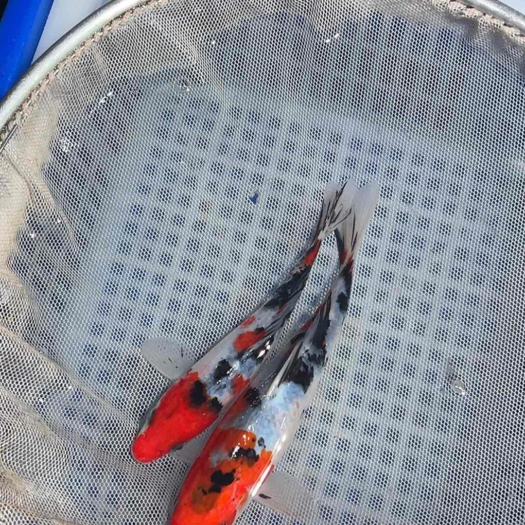 锦鲤锦鲤观赏鱼1111