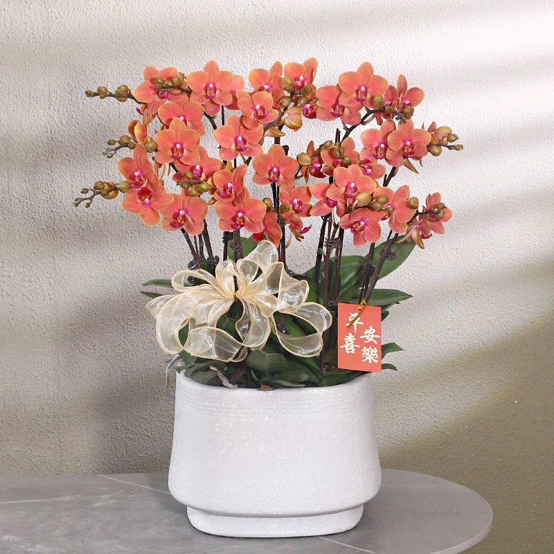 蝴蝶兰【金喜】带花带盆组好送礼茶桌伴手礼客厅婚礼美化装饰