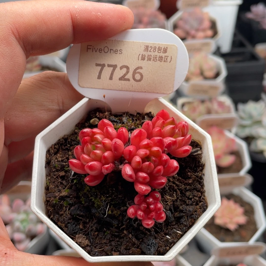 鸡血红宝石7726-5厘米