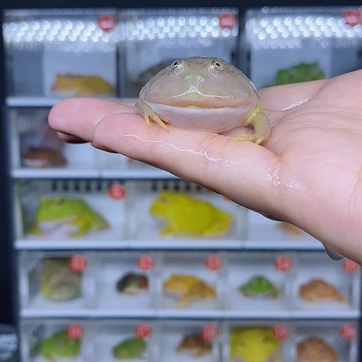 特价秒杀现货特价丑