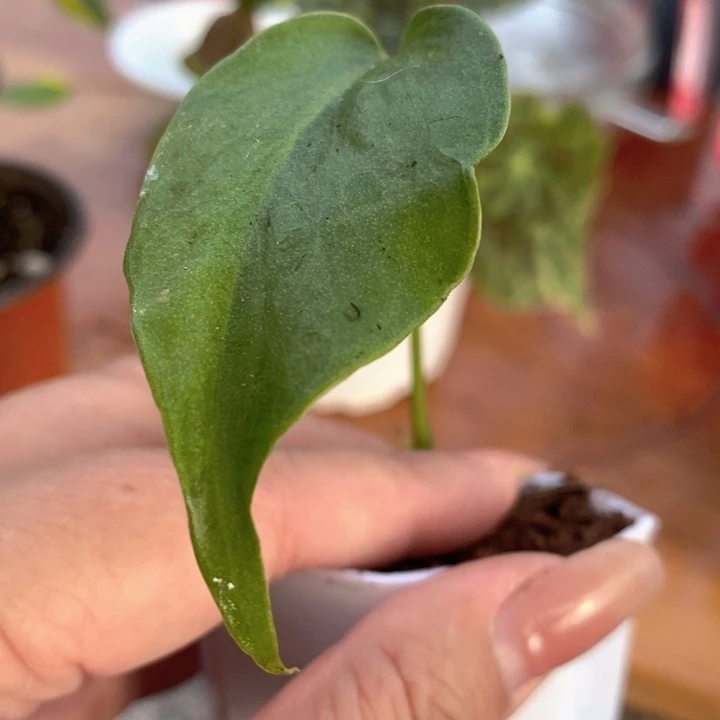 是***吖完全开放种子苗龟背竹