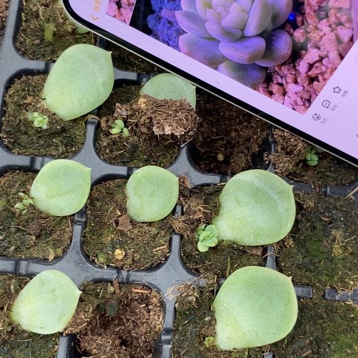 克拉珍妮芽苗一个多肉