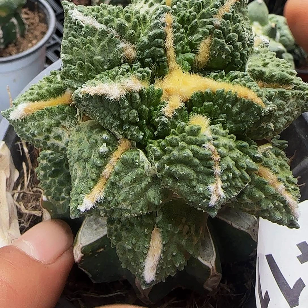 龟甲411。