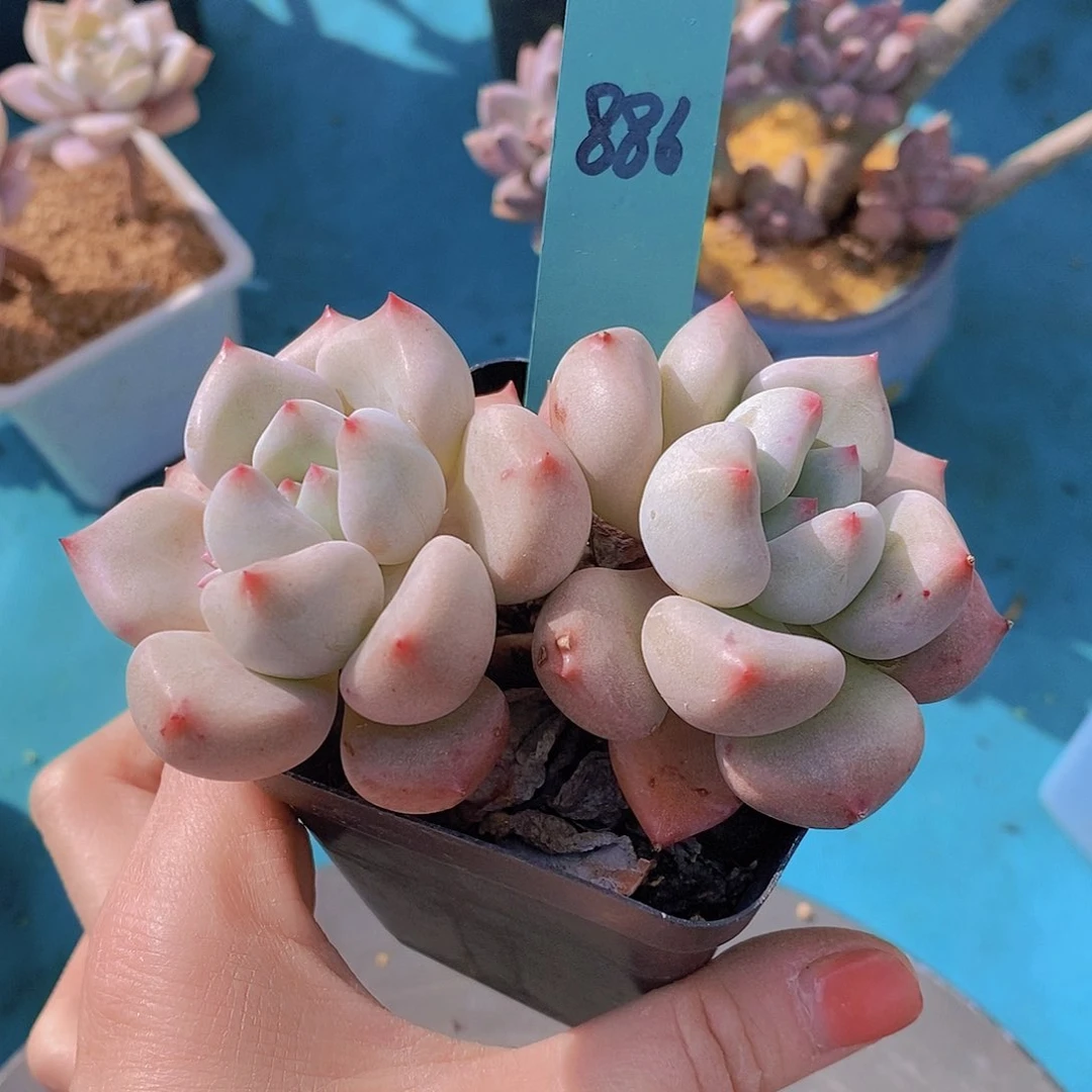 886多肉植物老桩