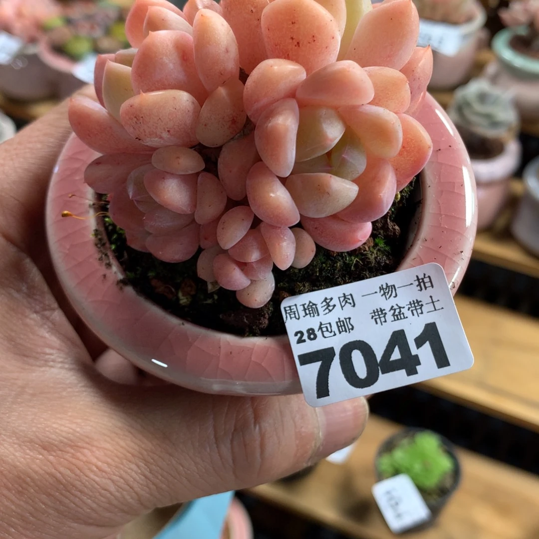精控多肉植物7041
