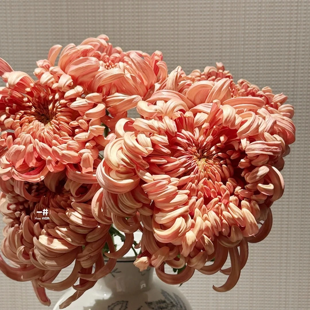 【花之物语】维也纳大菊 包邮