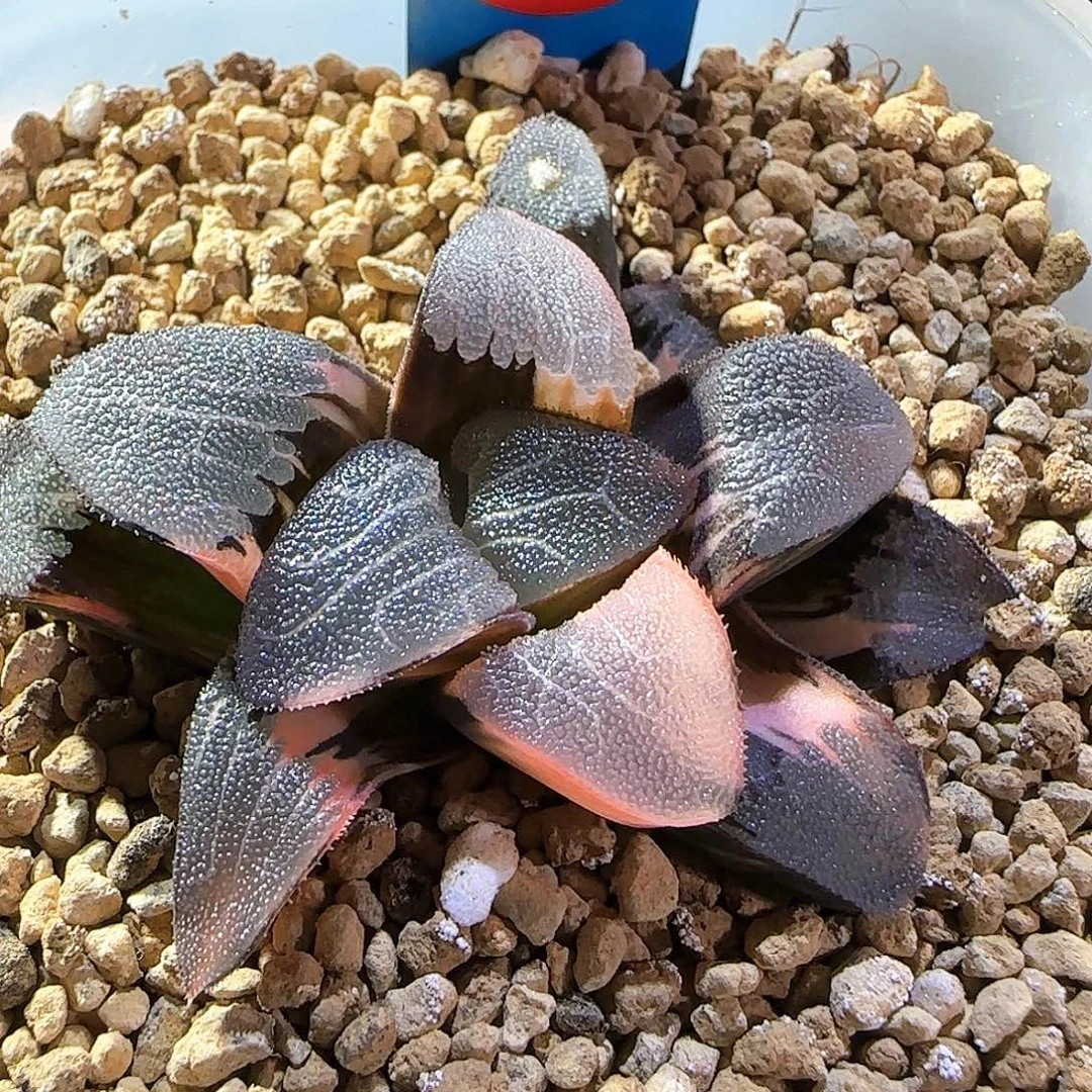 401号克锦一物一拍带盆土