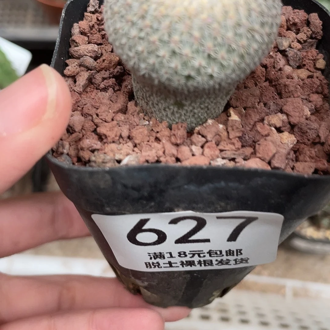 627实生月世界（满18元包邮）