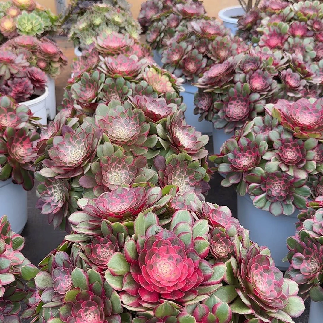 S***o8888  寄养发法师